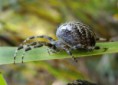 /album/araneidae/araneus-diadematus2-jpg/